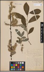 Foto von Salix caprea L. x Salix cinerea L.